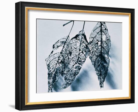 Leaves-Panoramic Images-Framed Photographic Print