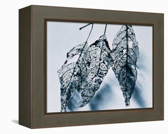 Leaves-Panoramic Images-Framed Premier Image Canvas