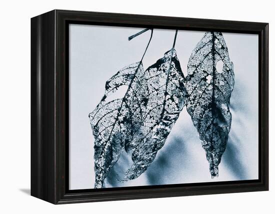 Leaves-Panoramic Images-Framed Premier Image Canvas