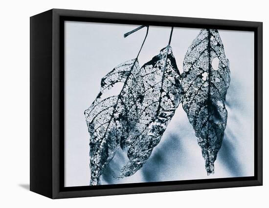 Leaves-Panoramic Images-Framed Premier Image Canvas