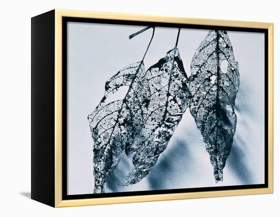 Leaves-Panoramic Images-Framed Premier Image Canvas