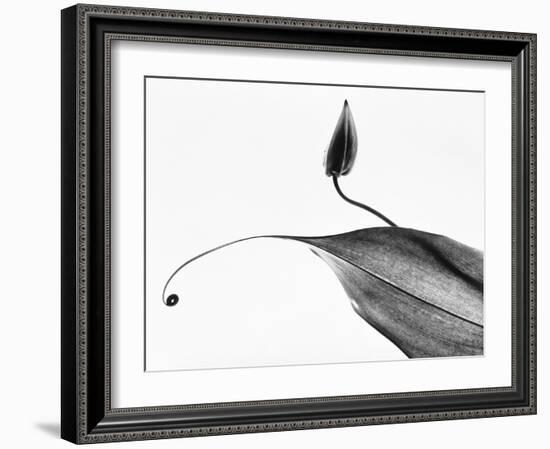Leaves-Panoramic Images-Framed Premium Photographic Print