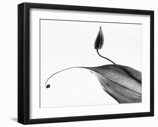 Leaves-Panoramic Images-Framed Photographic Print