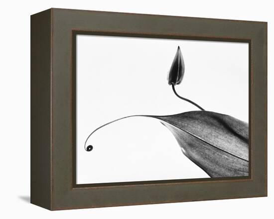 Leaves-Panoramic Images-Framed Premier Image Canvas