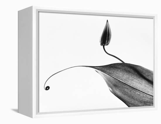 Leaves-Panoramic Images-Framed Premier Image Canvas