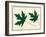 Leaves-Crockett Collection-Framed Giclee Print