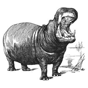 Get Wallpaper Hippopotamus gorgops skeleton Desktop Wallpaper