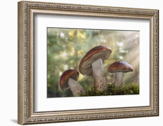 Leccinum insigne mushroom, Pacific Northwest, Seabeck, Washington.-Don Paulson-Framed Photographic Print