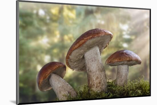 Leccinum insigne mushroom, Pacific Northwest, Seabeck, Washington.-Don Paulson-Mounted Photographic Print