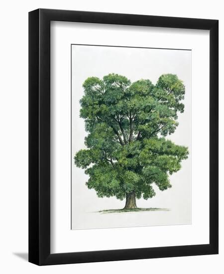 Lecythidaceae Cannonball Tree Couroupita Guianensis-null-Framed Giclee Print
