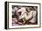 Leda and the Swan-Michelangelo Buonarroti-Framed Premier Image Canvas