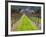 Ledson Winery, Sonoma Valley, California, USA-Julie Eggers-Framed Photographic Print