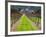 Ledson Winery, Sonoma Valley, California, USA-Julie Eggers-Framed Photographic Print