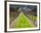 Ledson Winery, Sonoma Valley, California, USA-Julie Eggers-Framed Photographic Print