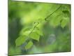 Premium Photographic Print