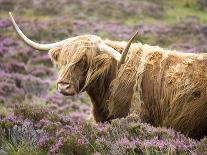 Highland Cow Grazing Among Heather Near Drinan, on Road to Elgol, Isle of Skye, Highlands, Scotland-Lee Frost-Photographic Print