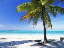 Palm Tree, White Sandy Beach and Indian Ocean, Jambiani, Island of Zanzibar, Tanzania, East Africa-Lee Frost-Photographic Print