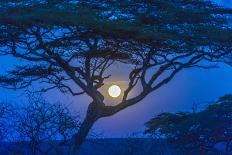 Africa, Tanzania, acacia tree and moon-Lee Klopfer-Photographic Print