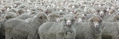 Sheep Looking-Lee Torrens-Photographic Print