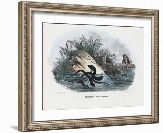 Leeches, 1863-79-Raimundo Petraroja-Framed Giclee Print