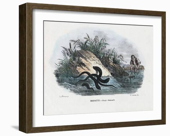 Leeches, 1863-79-Raimundo Petraroja-Framed Giclee Print