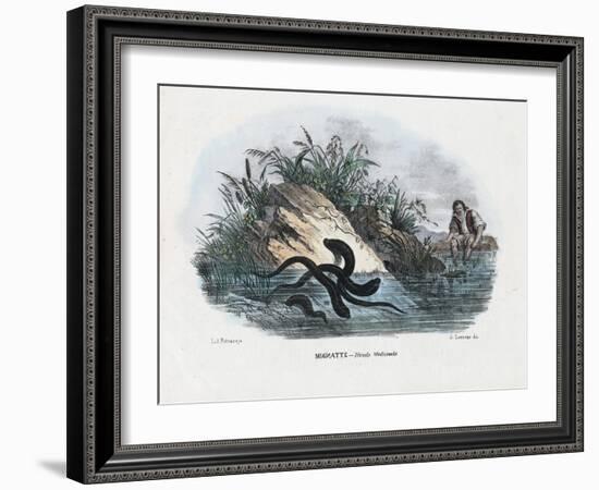 Leeches, 1863-79-Raimundo Petraroja-Framed Giclee Print