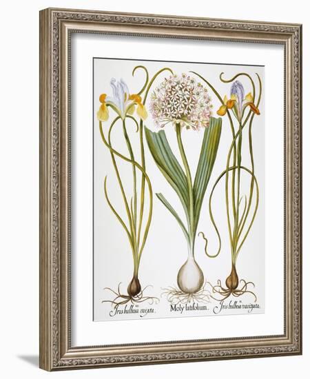 Leek And Irises, 1613-Besler Basilius-Framed Giclee Print