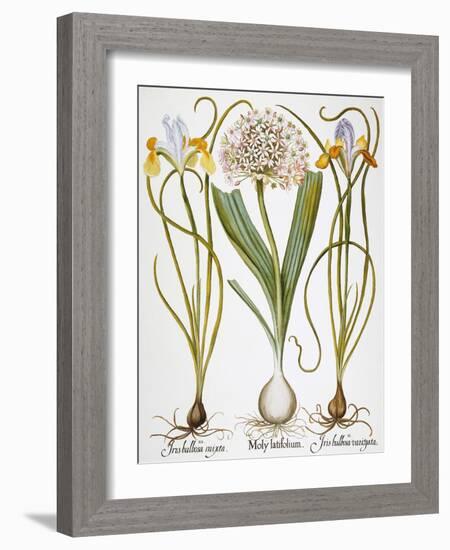 Leek And Irises, 1613-Besler Basilius-Framed Giclee Print