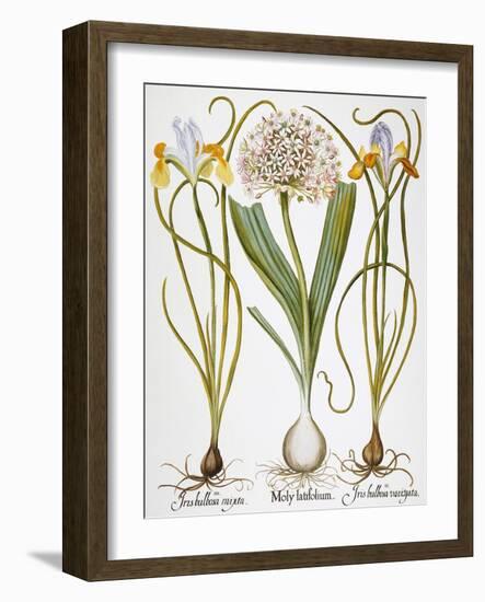 Leek And Irises, 1613-Besler Basilius-Framed Giclee Print