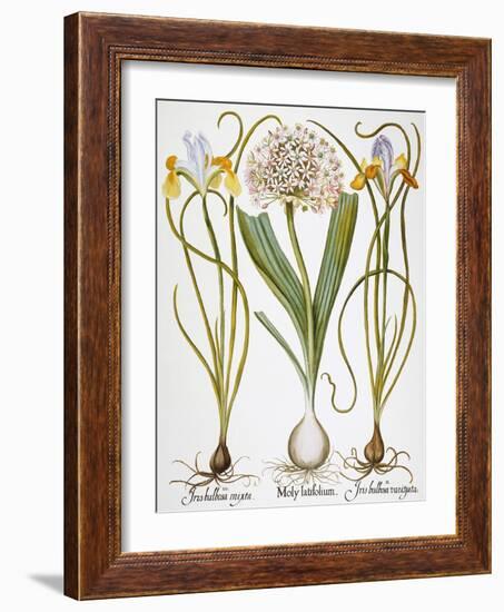 Leek And Irises, 1613-Besler Basilius-Framed Giclee Print