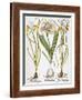 Leek And Irises, 1613-Besler Basilius-Framed Giclee Print