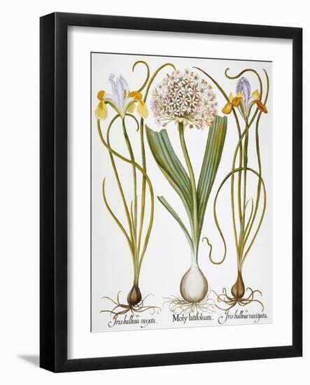 Leek And Irises, 1613-Besler Basilius-Framed Giclee Print