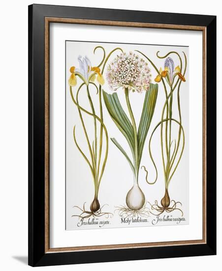 Leek And Irises, 1613-Besler Basilius-Framed Giclee Print