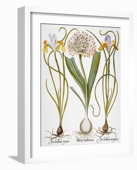 Leek And Irises, 1613-Besler Basilius-Framed Giclee Print