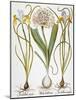 Leek And Irises, 1613-Besler Basilius-Mounted Giclee Print