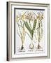 Leek And Irises, 1613-Besler Basilius-Framed Giclee Print