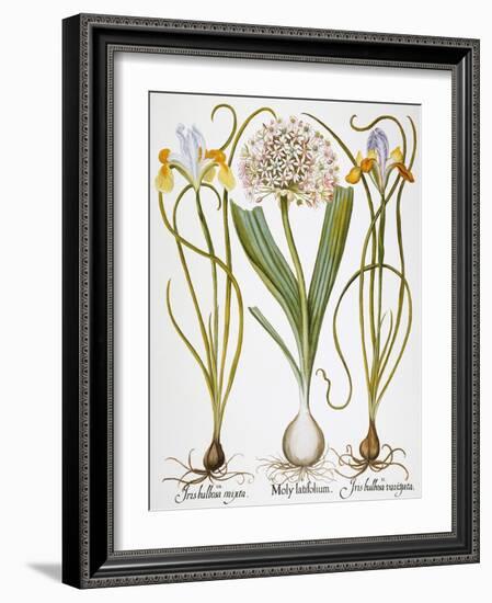 Leek And Irises, 1613-Besler Basilius-Framed Giclee Print