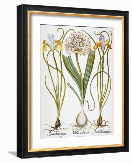 Leek And Irises, 1613-Besler Basilius-Framed Giclee Print