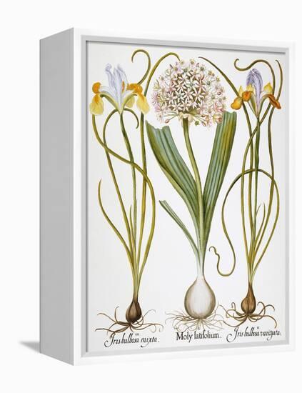 Leek And Irises, 1613-Besler Basilius-Framed Premier Image Canvas