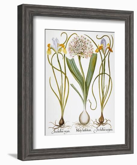 Leek And Irises, 1613-Besler Basilius-Framed Giclee Print