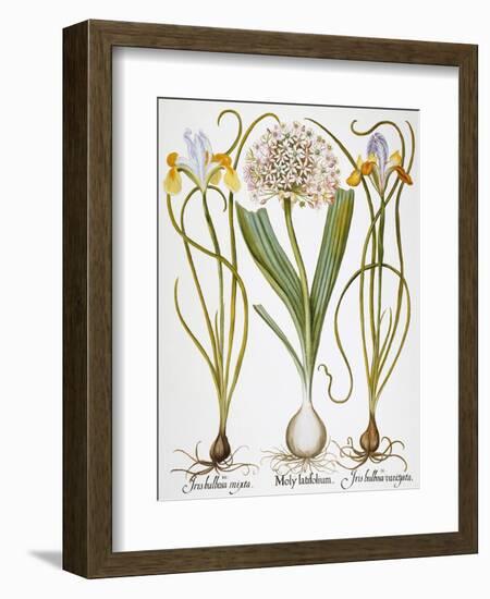 Leek And Irises, 1613-Besler Basilius-Framed Giclee Print