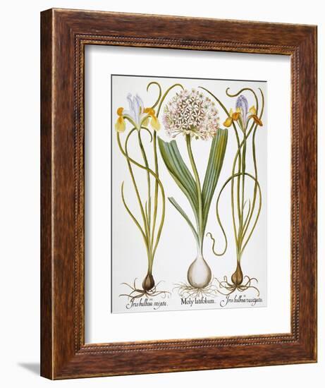 Leek And Irises, 1613-Besler Basilius-Framed Giclee Print