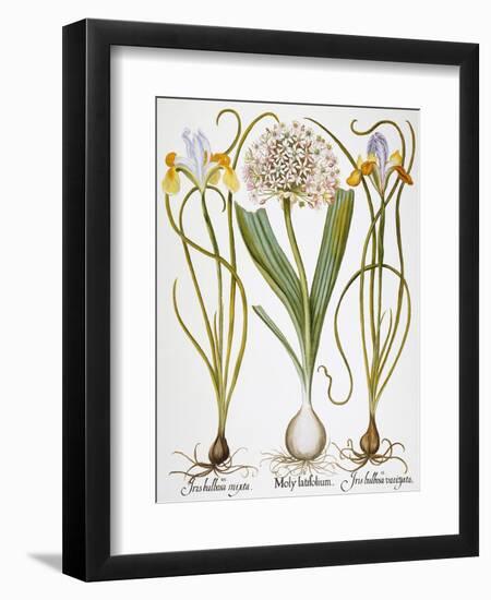 Leek And Irises, 1613-Besler Basilius-Framed Giclee Print