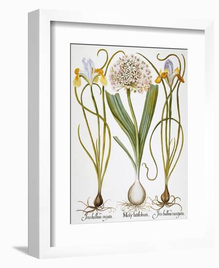 Leek And Irises, 1613-Besler Basilius-Framed Giclee Print