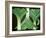 Leeks, 2014-Jennifer Abbott-Framed Giclee Print