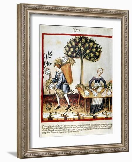 Leeks-null-Framed Giclee Print