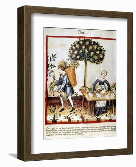 Leeks-null-Framed Giclee Print