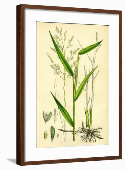 Leersia Oryzoides European Cut-Grass-null-Framed Giclee Print