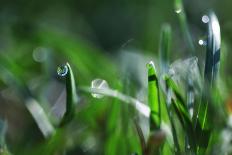 Dew Drops VI-Leesa White-Photographic Print