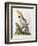 Lefser Cockatoo. from  'A Natural History of Uncommon Birds, and of Some Other Rare and…-George Edwards-Framed Giclee Print